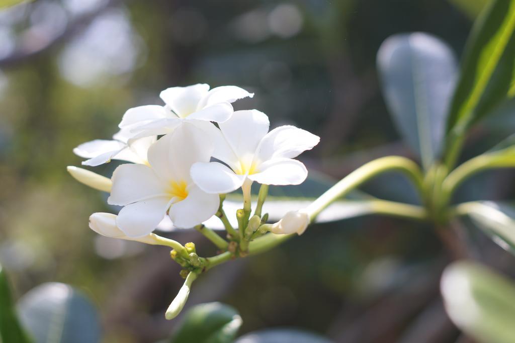 Amaranta Classic Retreat Bambaragaleyaya 외부 사진